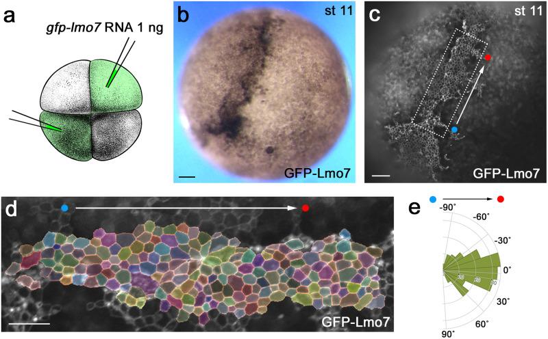 https://cdn.ncbi.nlm.nih.gov/pmc/blobs/7db3/10733383/e66be1885d14/41467_2023_43973_Fig4_HTML.jpg