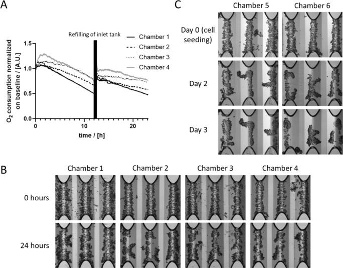 https://cdn.ncbi.nlm.nih.gov/pmc/blobs/7db3/8822303/1346138c3983/EXCLI-21-144-g-002.jpg
