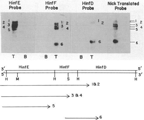 https://cdn.ncbi.nlm.nih.gov/pmc/blobs/7dc0/213861/c8828527b5b6/jbacter00200-0421-a.jpg