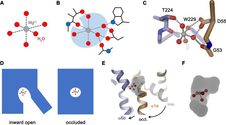 https://cdn.ncbi.nlm.nih.gov/pmc/blobs/7dc1/8806188/461d0996ed60/elife-74589-fig9.jpg