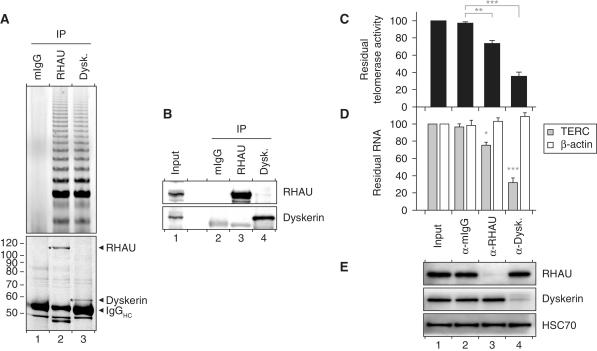 https://cdn.ncbi.nlm.nih.gov/pmc/blobs/7dc3/3241650/498bbfadbbc6/gkr630f6.jpg