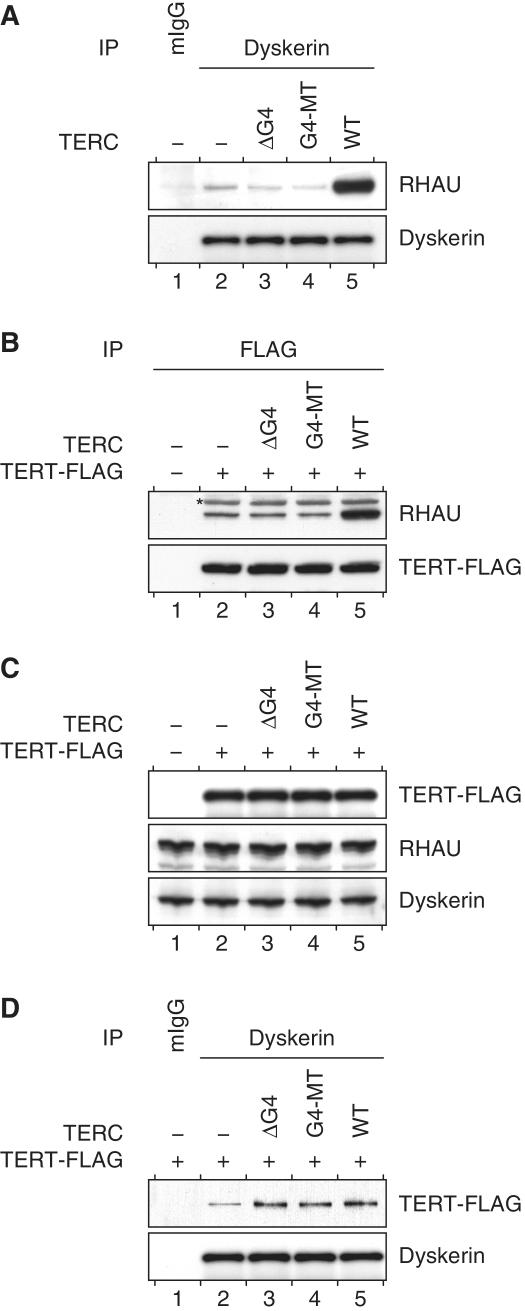 https://cdn.ncbi.nlm.nih.gov/pmc/blobs/7dc3/3241650/d0d38af62176/gkr630f5.jpg