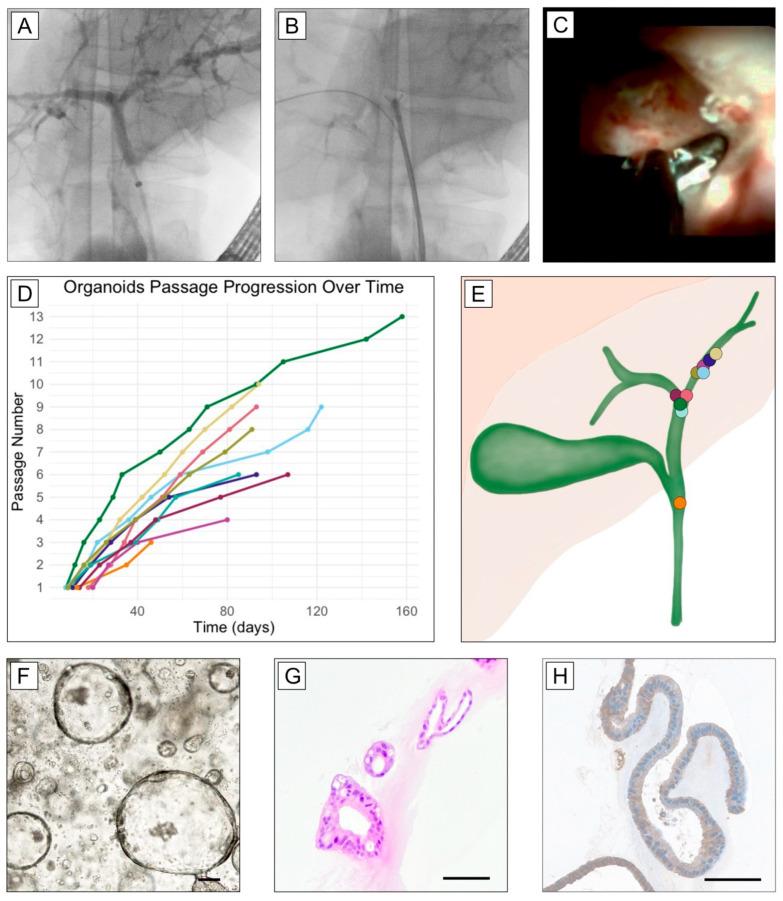 https://cdn.ncbi.nlm.nih.gov/pmc/blobs/7dc5/12108797/c35b18e7299d/biomedicines-13-01083-g001.jpg