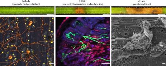 https://cdn.ncbi.nlm.nih.gov/pmc/blobs/7dc7/6638405/c87d6b124a82/MPP-17-210-g001.jpg