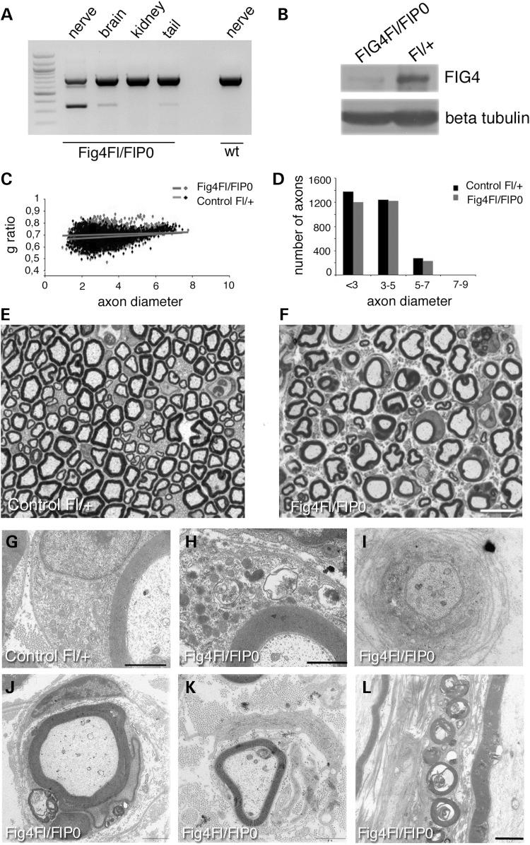 https://cdn.ncbi.nlm.nih.gov/pmc/blobs/7dca/4275070/0f1c18624932/ddu45102.jpg