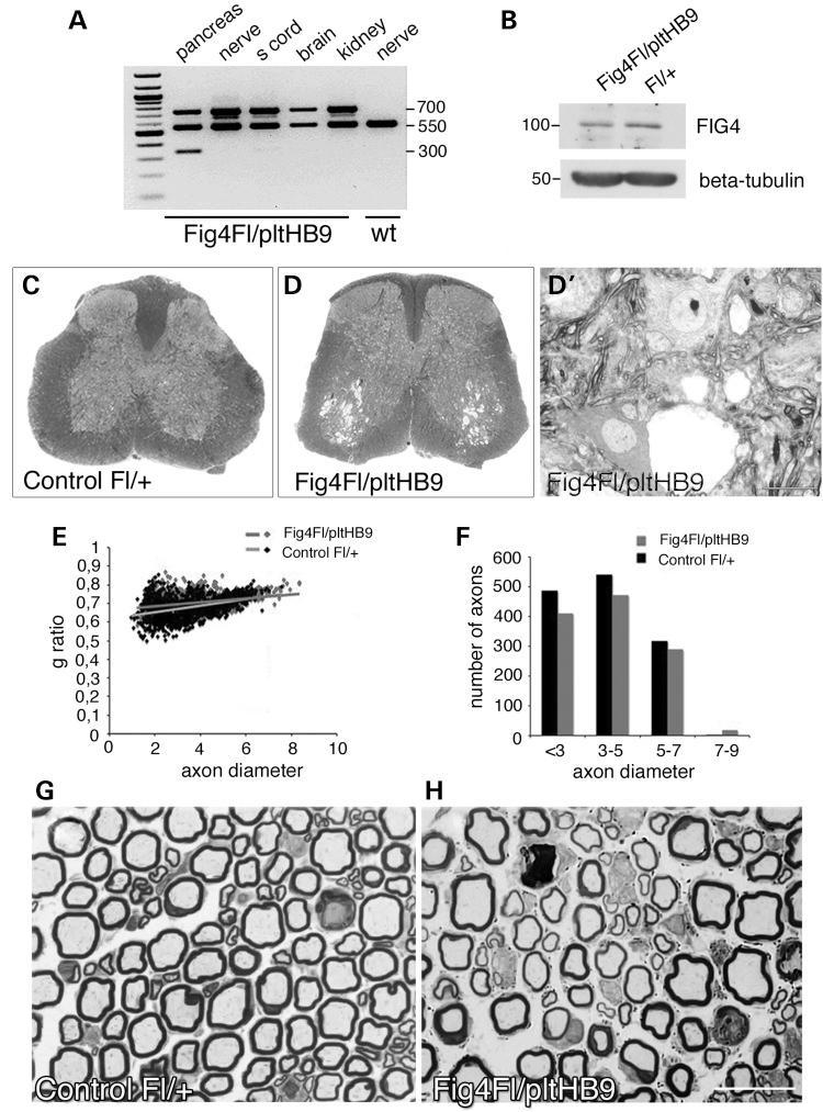 https://cdn.ncbi.nlm.nih.gov/pmc/blobs/7dca/4275070/3b29c5e20f62/ddu45101.jpg