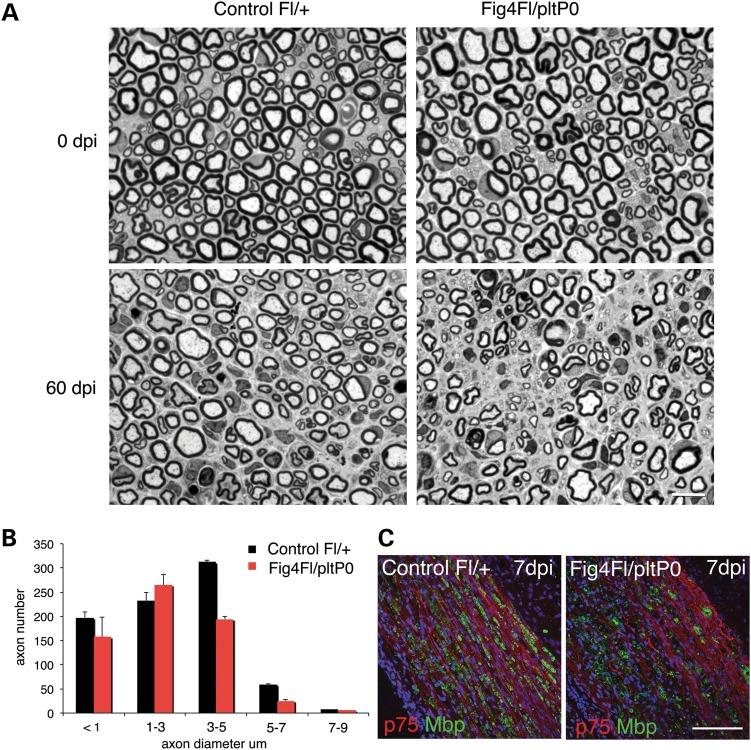 https://cdn.ncbi.nlm.nih.gov/pmc/blobs/7dca/4275070/68276c04a082/ddu45105.jpg