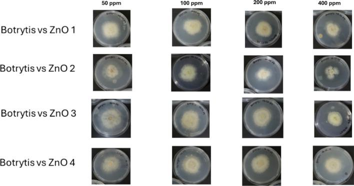 https://cdn.ncbi.nlm.nih.gov/pmc/blobs/7dcb/11300460/4843c6dffd0c/41598_2024_68979_Fig8_HTML.jpg