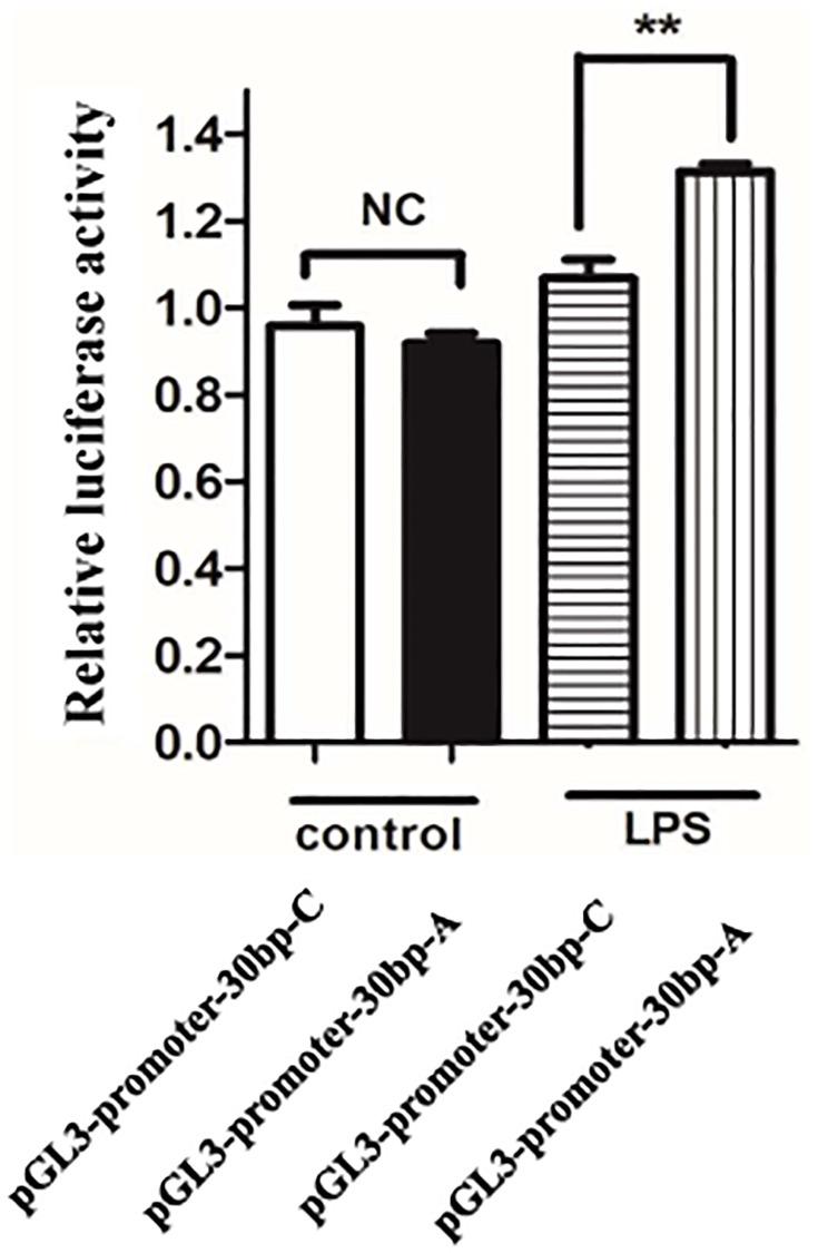 https://cdn.ncbi.nlm.nih.gov/pmc/blobs/7dcd/8714150/52cee26de665/aging-13-203755-g004.jpg