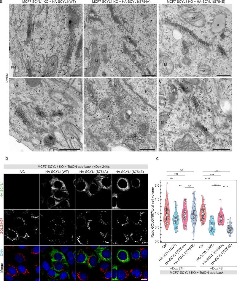https://cdn.ncbi.nlm.nih.gov/pmc/blobs/7dd3/9365812/542f416f4332/41467_2022_32487_Fig5_HTML.jpg