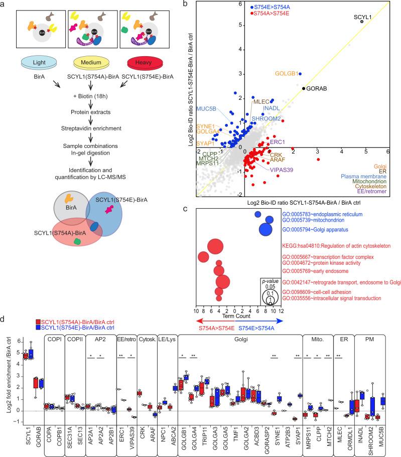 https://cdn.ncbi.nlm.nih.gov/pmc/blobs/7dd3/9365812/fd70cd947622/41467_2022_32487_Fig7_HTML.jpg