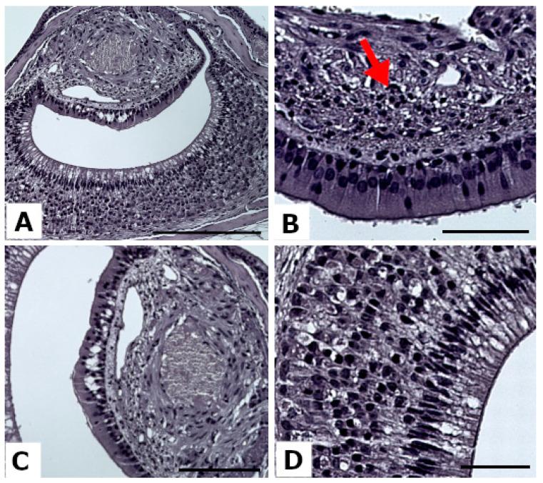 https://cdn.ncbi.nlm.nih.gov/pmc/blobs/7dd6/10294897/51548bac9c9f/animals-13-01902-g003.jpg