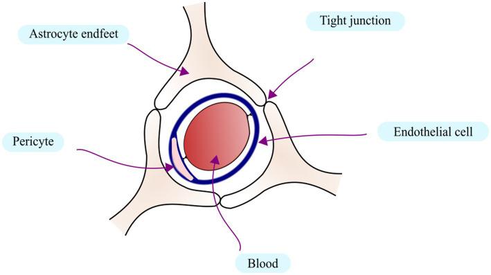 https://cdn.ncbi.nlm.nih.gov/pmc/blobs/7dd7/12069400/715cc820f31d/fnins-19-1579511-g001.jpg
