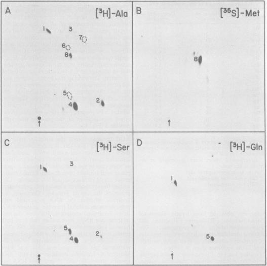 https://cdn.ncbi.nlm.nih.gov/pmc/blobs/7ddd/256935/67e990ece3c1/jvirol00159-0276-a.jpg