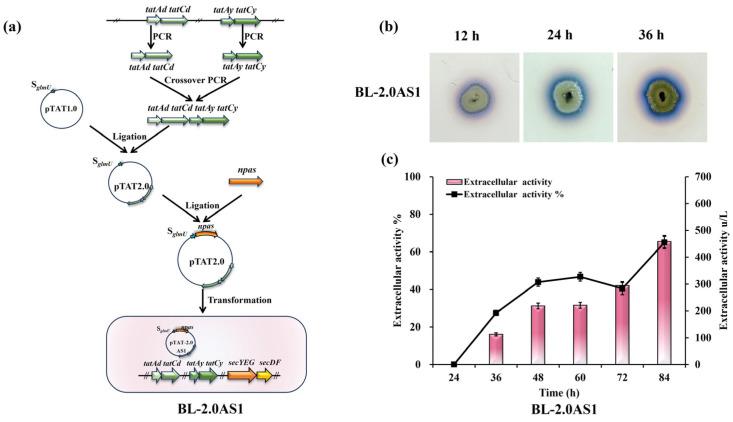 https://cdn.ncbi.nlm.nih.gov/pmc/blobs/7dde/12195555/857212478cc4/microorganisms-13-01179-g001.jpg