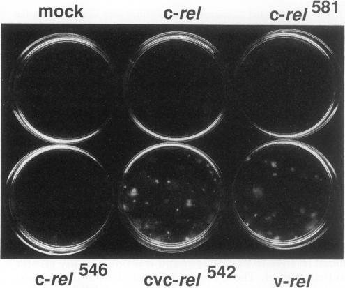 https://cdn.ncbi.nlm.nih.gov/pmc/blobs/7ddf/359489/0b7c2797afe0/molcellb00015-0474-b.jpg