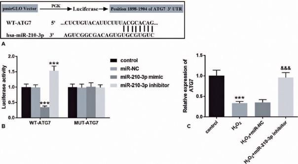 https://cdn.ncbi.nlm.nih.gov/pmc/blobs/7de3/11627096/e20dd363d57b/abo-87-05-e2022-0274-g04.jpg