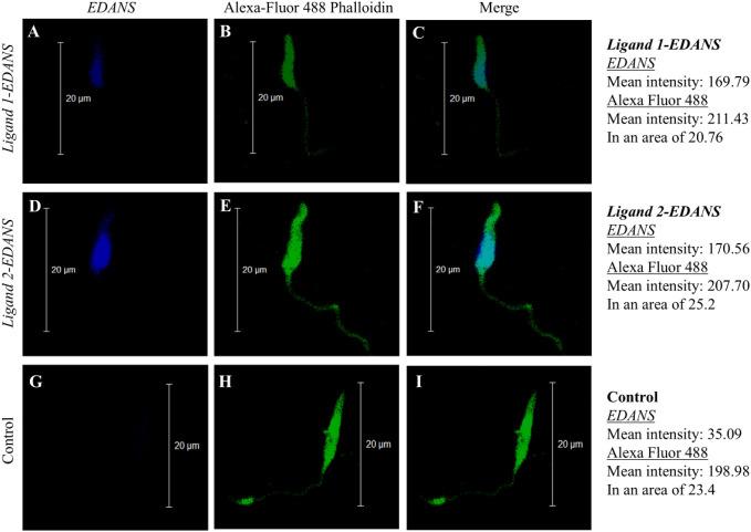 https://cdn.ncbi.nlm.nih.gov/pmc/blobs/7de4/12162945/5c8493cae14c/fcimb-15-1595333-g001.jpg
