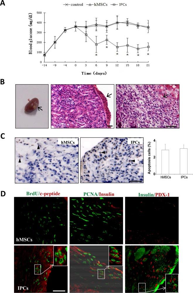 https://cdn.ncbi.nlm.nih.gov/pmc/blobs/7de8/4710504/3b2a76af1955/pone.0145838.g006.jpg
