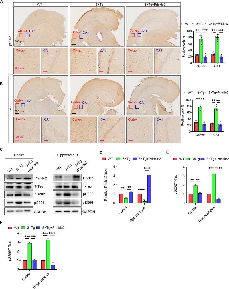 https://cdn.ncbi.nlm.nih.gov/pmc/blobs/7de8/7509431/6bc1e25785a3/fcell-08-565020-g005.jpg