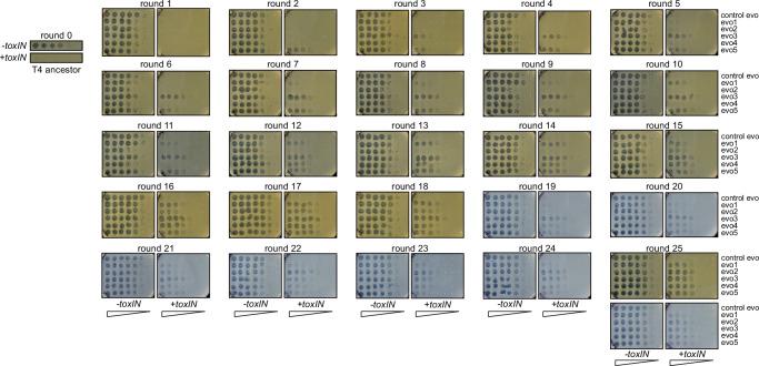 https://cdn.ncbi.nlm.nih.gov/pmc/blobs/7de9/9391042/45597c4c4538/elife-79549-fig4-figsupp1.jpg