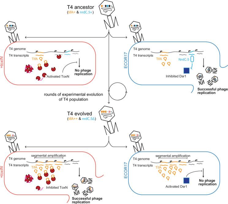 https://cdn.ncbi.nlm.nih.gov/pmc/blobs/7de9/9391042/a425dba7879e/elife-79549-fig7.jpg