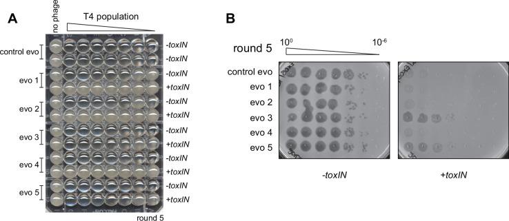 https://cdn.ncbi.nlm.nih.gov/pmc/blobs/7de9/9391042/b1f656b9583f/elife-79549-fig1-figsupp1.jpg