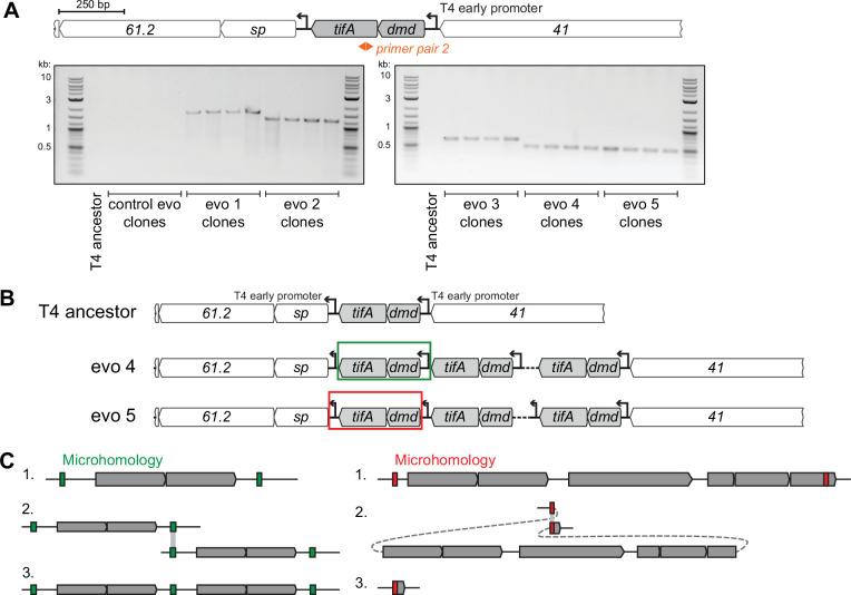 https://cdn.ncbi.nlm.nih.gov/pmc/blobs/7de9/9391042/b69d9c9ed8a2/elife-79549-fig4-figsupp2.jpg