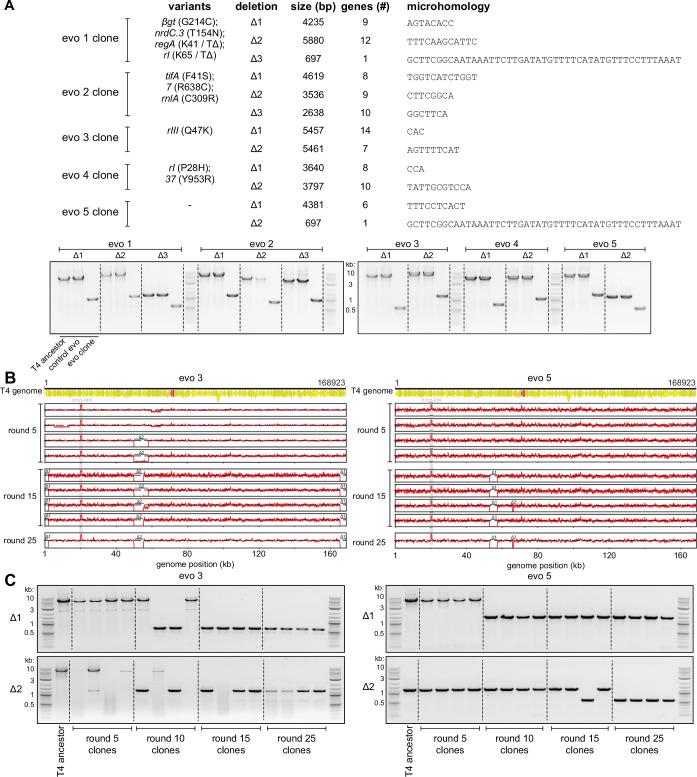 https://cdn.ncbi.nlm.nih.gov/pmc/blobs/7de9/9391042/d884ed035491/elife-79549-fig5-figsupp1.jpg
