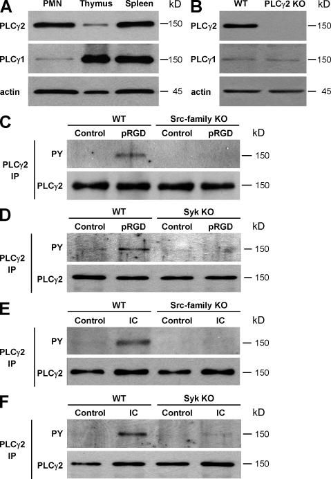 https://cdn.ncbi.nlm.nih.gov/pmc/blobs/7dea/2699137/e3c8570c5ade/JEM_20081859_GS_Fig1.jpg