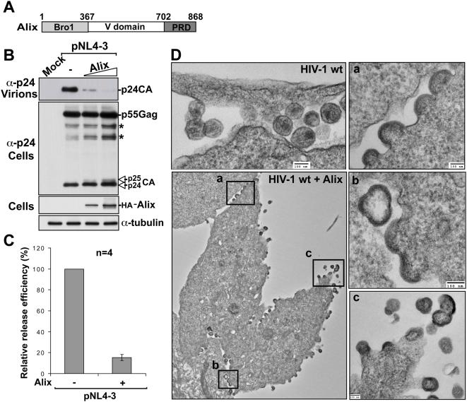 https://cdn.ncbi.nlm.nih.gov/pmc/blobs/7ded/2651531/1ce483eafc97/ppat.1000339.g001.jpg