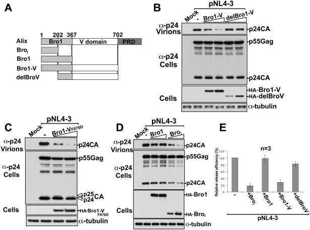 https://cdn.ncbi.nlm.nih.gov/pmc/blobs/7ded/2651531/8ee23dfa88f5/ppat.1000339.g002.jpg