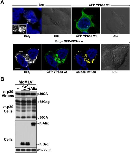 https://cdn.ncbi.nlm.nih.gov/pmc/blobs/7ded/2651531/a72085700c76/ppat.1000339.g006.jpg