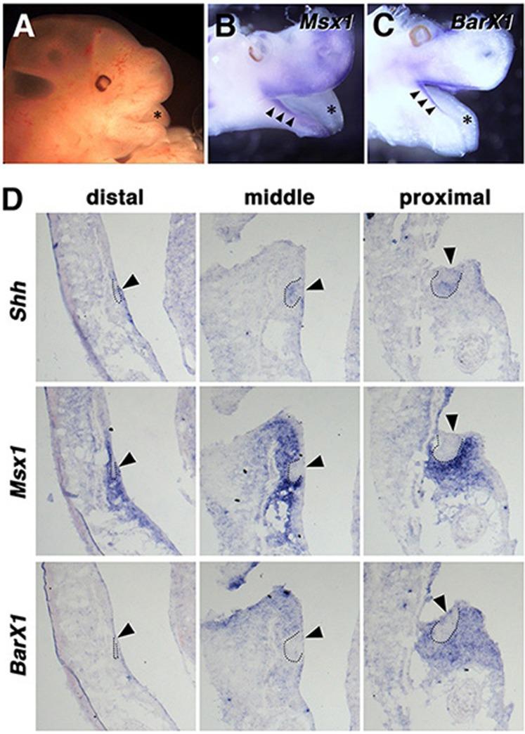 https://cdn.ncbi.nlm.nih.gov/pmc/blobs/7dee/6731288/348c7492fb9e/41598_2019_49116_Fig2_HTML.jpg