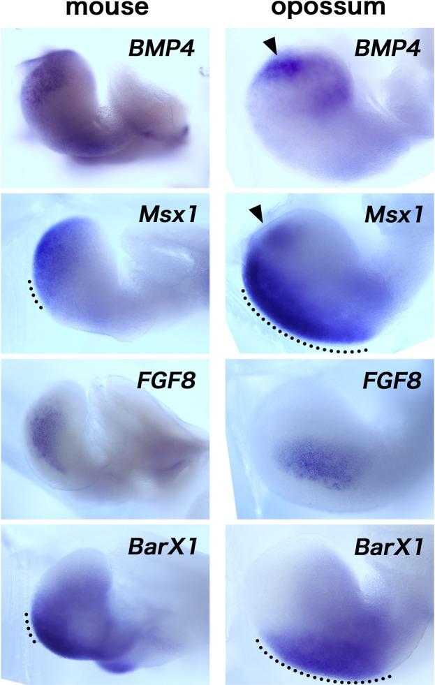 https://cdn.ncbi.nlm.nih.gov/pmc/blobs/7dee/6731288/9fb523988a30/41598_2019_49116_Fig6_HTML.jpg