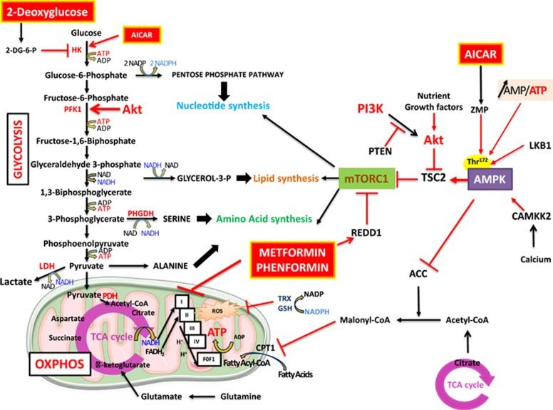 https://cdn.ncbi.nlm.nih.gov/pmc/blobs/7df1/4728676/322d610121e1/oncsis201546f1.jpg