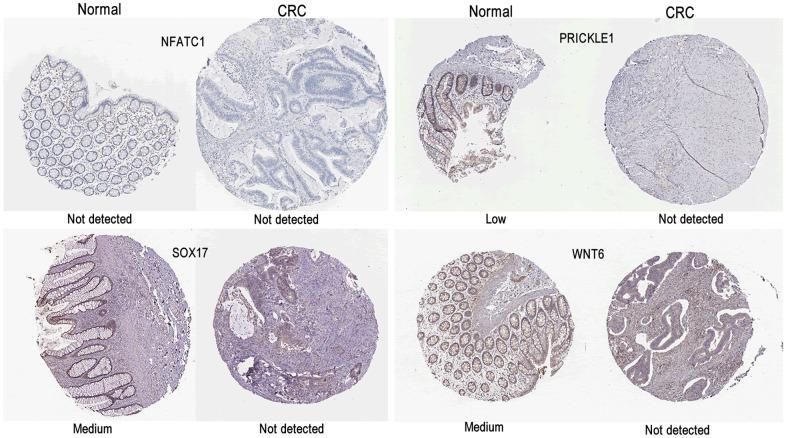 https://cdn.ncbi.nlm.nih.gov/pmc/blobs/7df6/8544332/89b2897da94a/aging-13-203618-g007.jpg