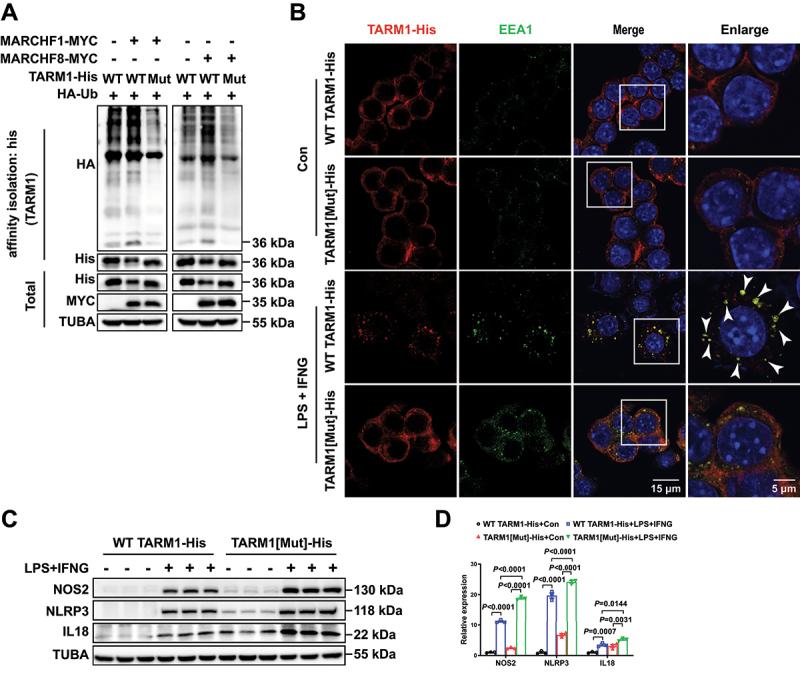 https://cdn.ncbi.nlm.nih.gov/pmc/blobs/7df8/11702950/2245a8cf9d37/KAUP_A_2393926_F0009_OC.jpg