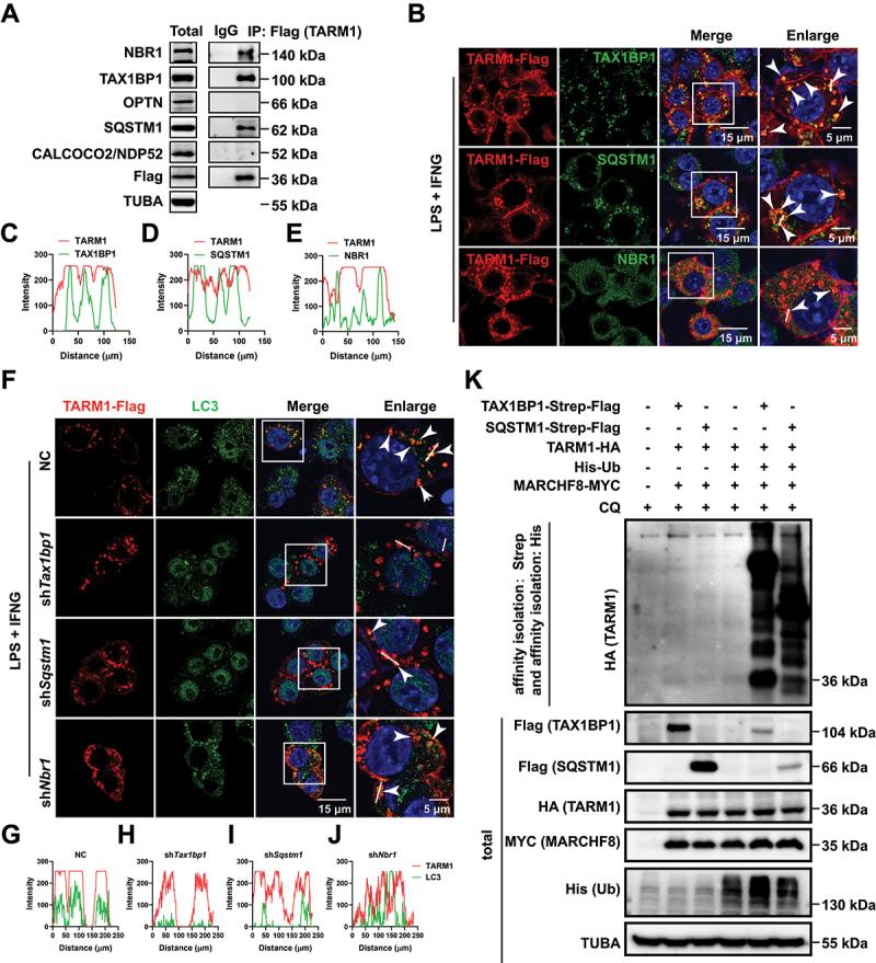 https://cdn.ncbi.nlm.nih.gov/pmc/blobs/7df8/11702950/6889d275ea7b/KAUP_A_2393926_F0010_OC.jpg