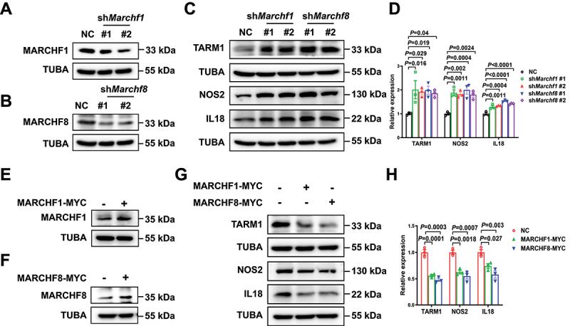 https://cdn.ncbi.nlm.nih.gov/pmc/blobs/7df8/11702950/83efa8bc50b5/KAUP_A_2393926_F0008_OC.jpg