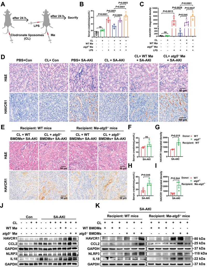 https://cdn.ncbi.nlm.nih.gov/pmc/blobs/7df8/11702950/8d35e2e2c716/KAUP_A_2393926_F0004_OC.jpg