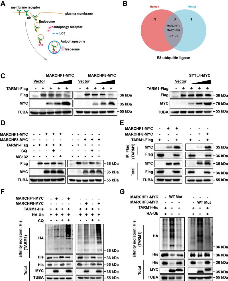 https://cdn.ncbi.nlm.nih.gov/pmc/blobs/7df8/11702950/9ec792f32d8d/KAUP_A_2393926_F0007_OC.jpg