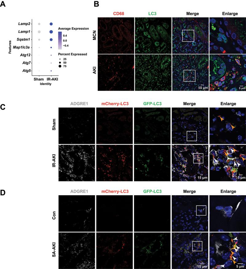 https://cdn.ncbi.nlm.nih.gov/pmc/blobs/7df8/11702950/d5c15577cfa1/KAUP_A_2393926_F0001_OC.jpg