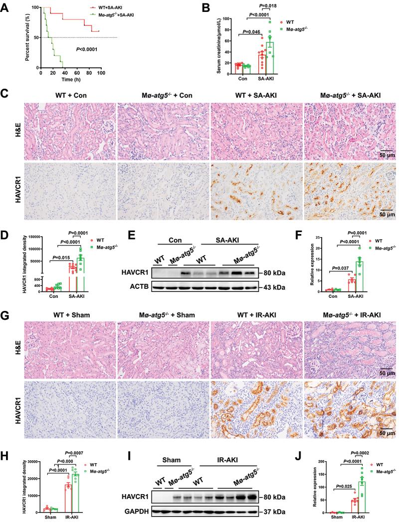 https://cdn.ncbi.nlm.nih.gov/pmc/blobs/7df8/11702950/ef572972cf57/KAUP_A_2393926_F0002_OC.jpg