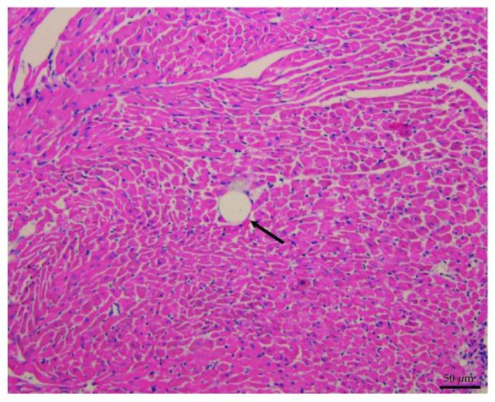 https://cdn.ncbi.nlm.nih.gov/pmc/blobs/7df9/6525935/7b81bcb92d7e/OMCL2019-6791457.005.jpg