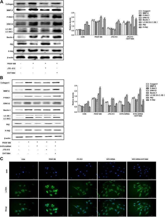 https://cdn.ncbi.nlm.nih.gov/pmc/blobs/7dfa/7902893/2a85de325e33/fphar-11-598007-g006.jpg