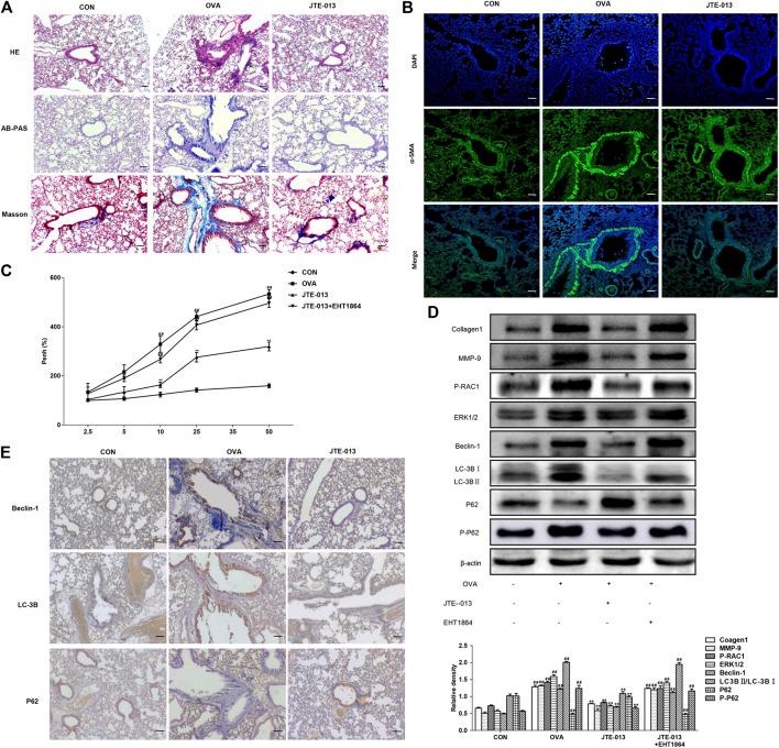 https://cdn.ncbi.nlm.nih.gov/pmc/blobs/7dfa/7902893/b670bb7adcae/fphar-11-598007-g005.jpg