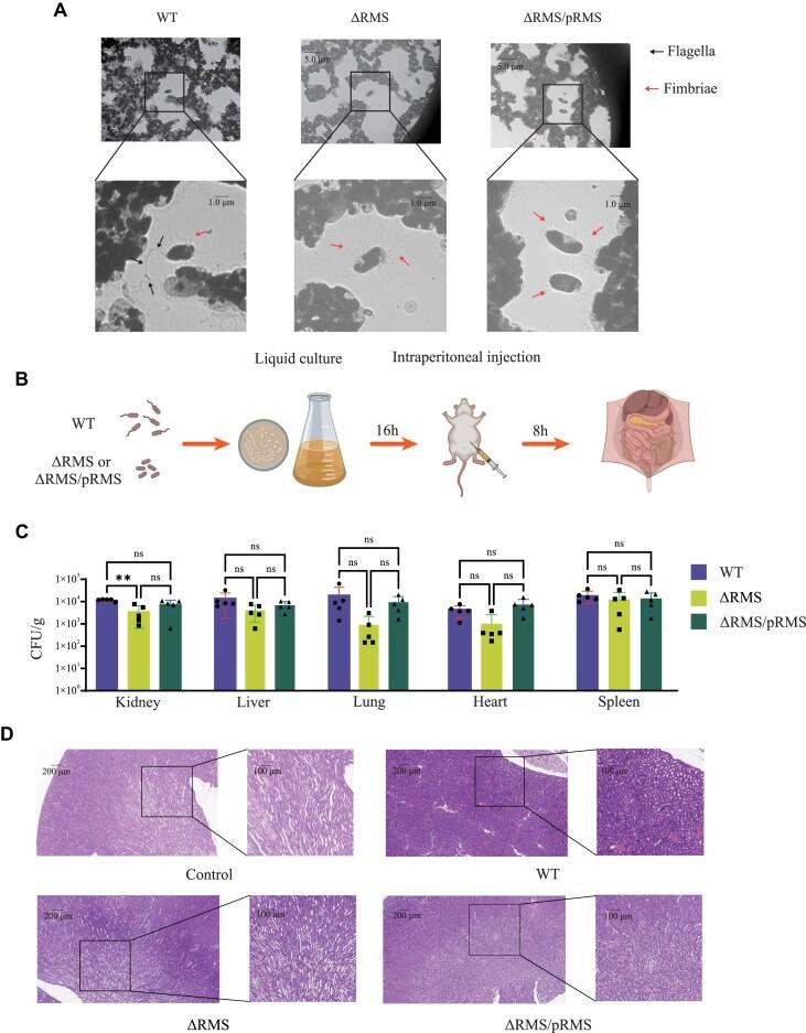 https://cdn.ncbi.nlm.nih.gov/pmc/blobs/7dfd/12255300/f79e8717bc60/gkaf659fig4.jpg