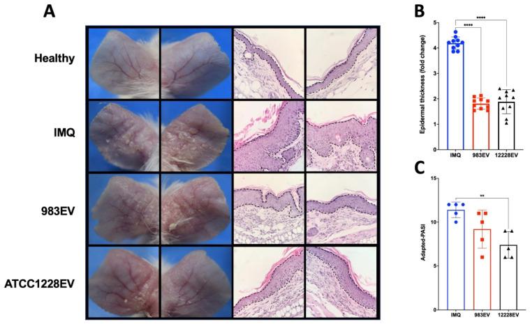 https://cdn.ncbi.nlm.nih.gov/pmc/blobs/7e02/8657977/2d0bff0d1dc4/ijms-22-13029-g003.jpg