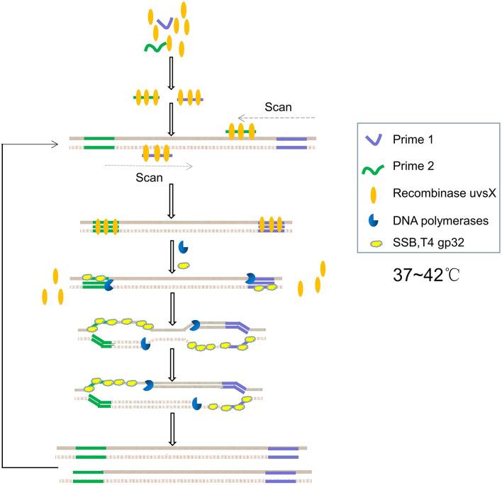 https://cdn.ncbi.nlm.nih.gov/pmc/blobs/7e06/8600318/89660a4e6a71/fmicb-12-765375-g003.jpg